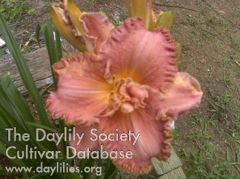 Daylily Aunt Lucille
